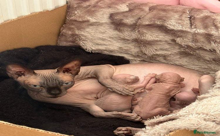 Sphynx cats - Advert 1