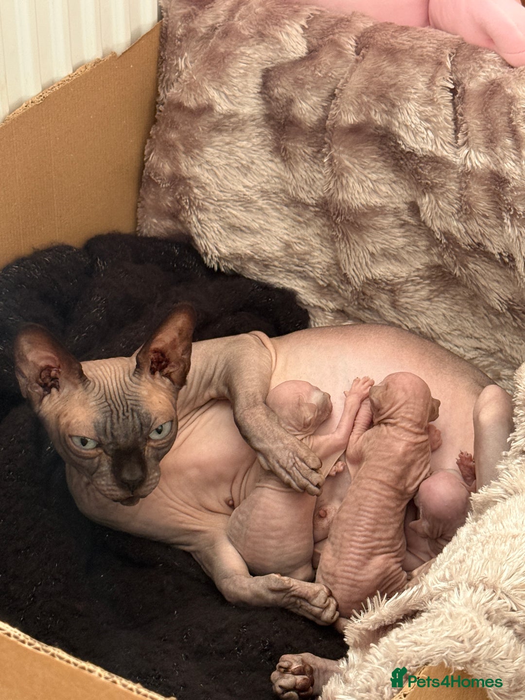 Sphynx cats for sale: Beautiful Tiny Kittens🐾 - Image 1