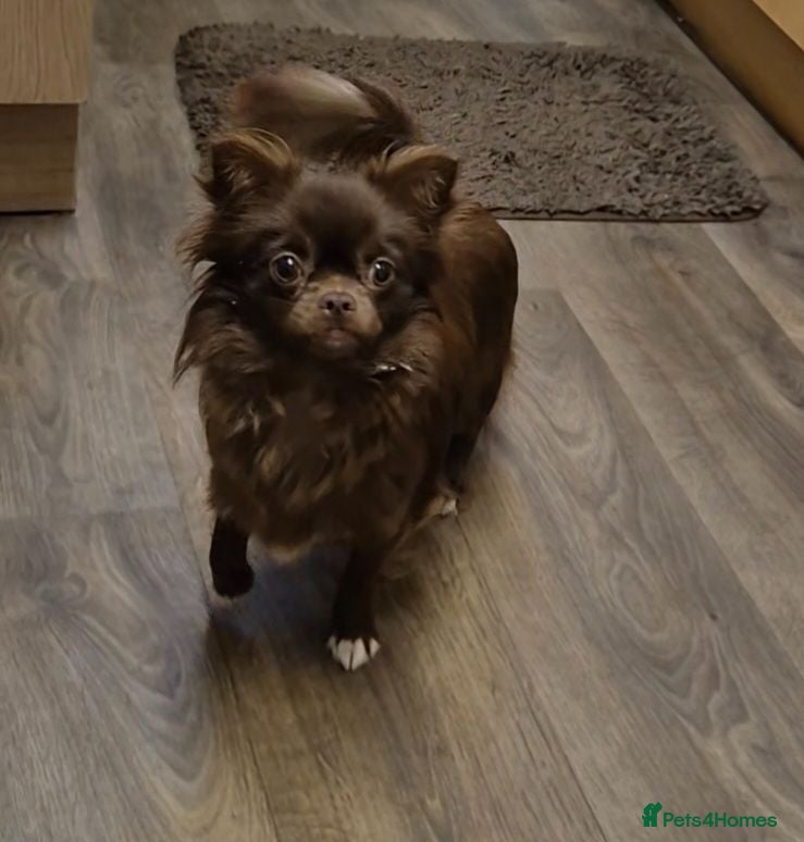 Chihuahua dogs KC female - Advert 17