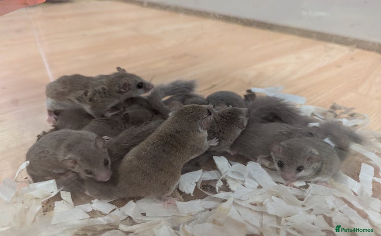 Mouse rodents - Advert 1
