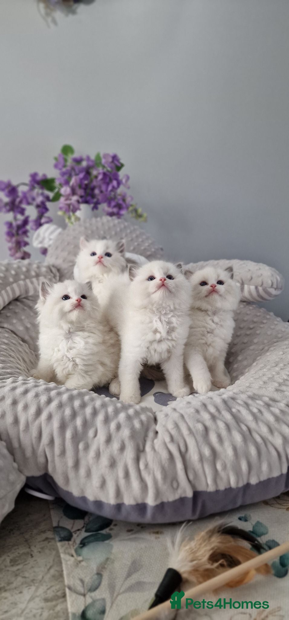 Ragdoll cats 🥇🏆🐆Exclusive kittens❤️✨️🏆Award winning cattery - Advert 6