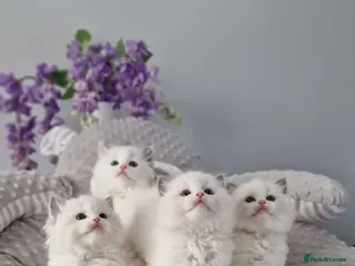 Ragdoll cats 🥇🏆🐆Exclusive kittens❤️✨️🏆Award winning cattery - Advert 6