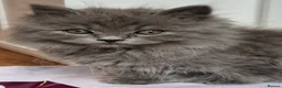 British Longhair cats for sale: Gorgeous British Blue longhair kittens - Advert 10