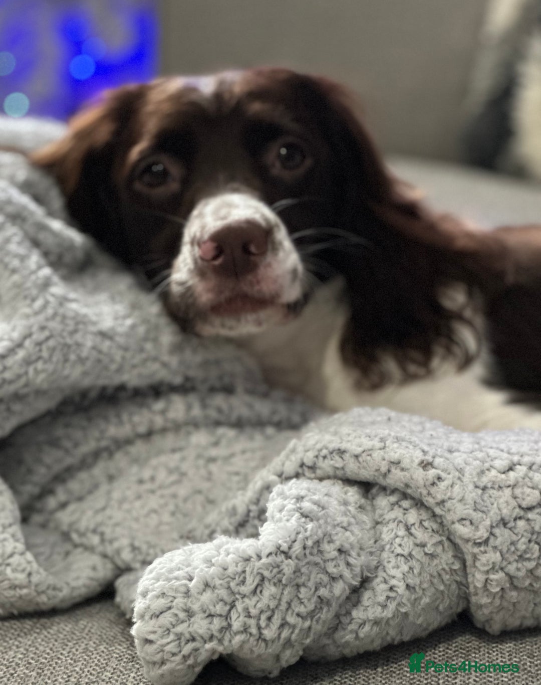 English Springer Spaniel dogs for sale: 9 gorgeous puppies looking for their forever homes - Advert 1
