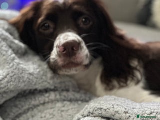 English Springer Spaniel dogs 9 gorgeous puppies looking for their forever homes - Advert 1