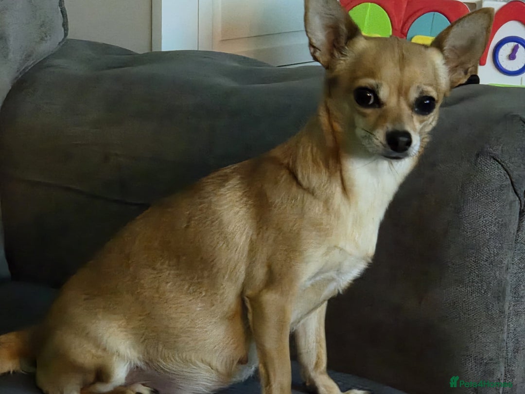 Mixed Breed dogs for sale: Jackchi - Advert 2