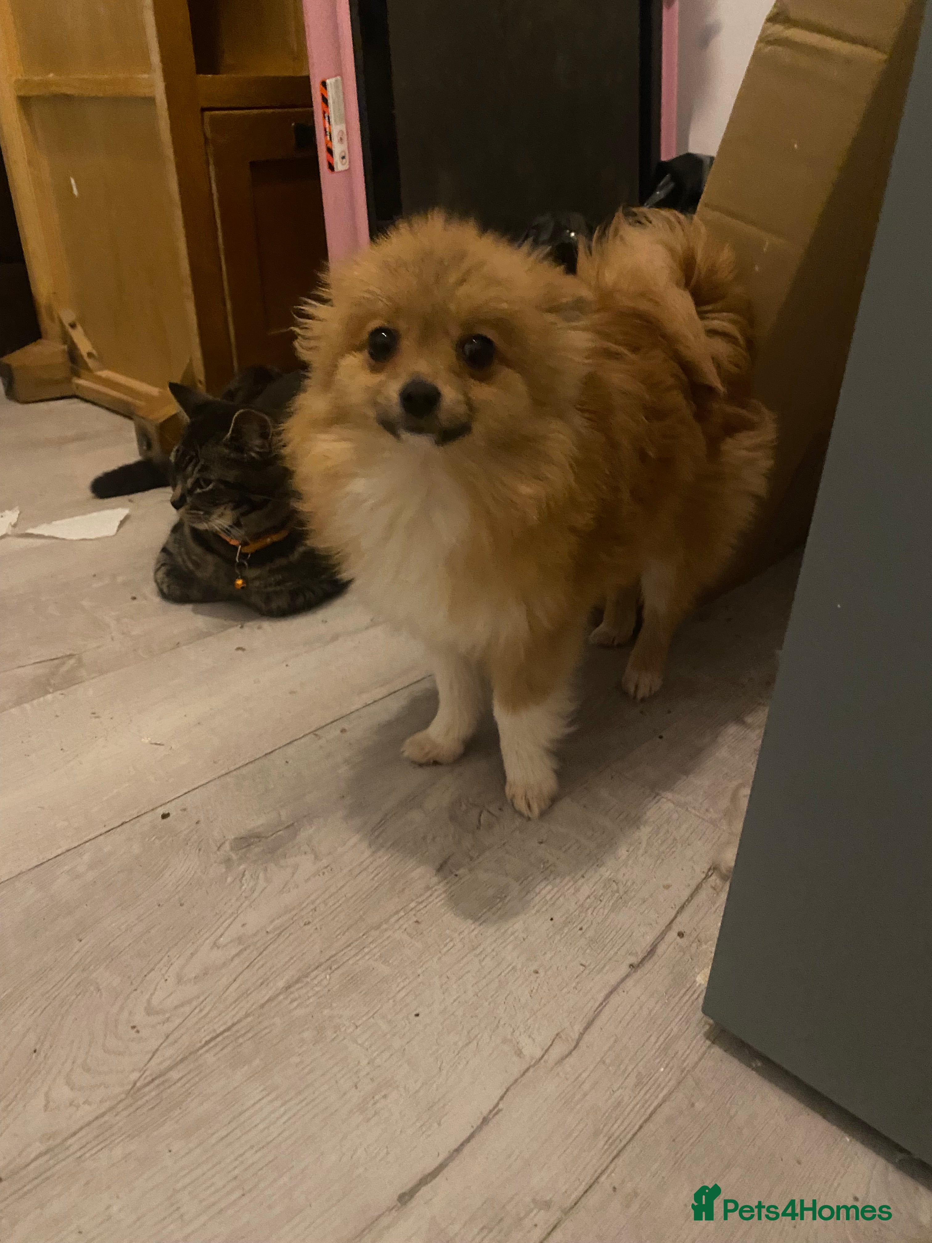 Pomeranian dogs Beautiful Pomeranian puppiesREDUCED 1kg  - Advert 1