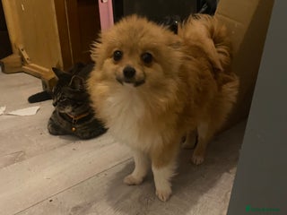 Pomeranian dogs Beautiful Pomeranian puppiesREDUCED 1kg - Advert 2