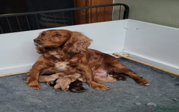 Cocker Spaniel dogs for sale: 6 Show type cocker spaniel puppies  - Image 5