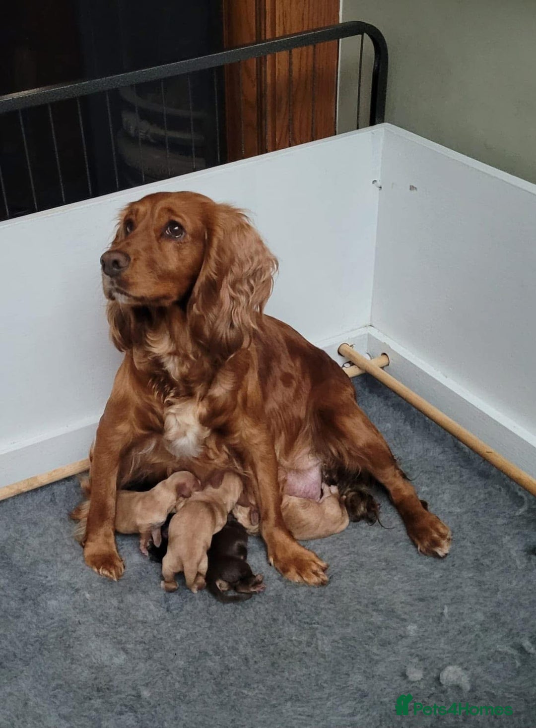 Cocker Spaniel dogs for sale: 6 Show type cocker spaniel puppies  - Image 5