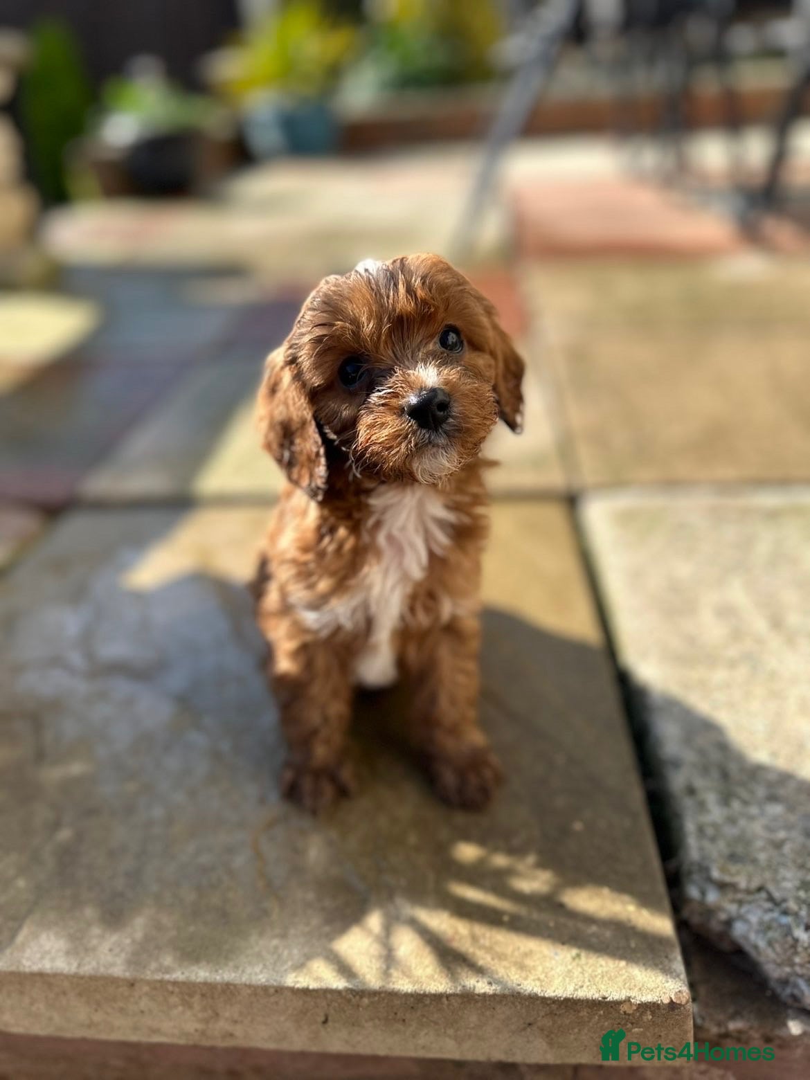 Cavapoo dogs Beautiful cavapoo puppies  - Advert 7