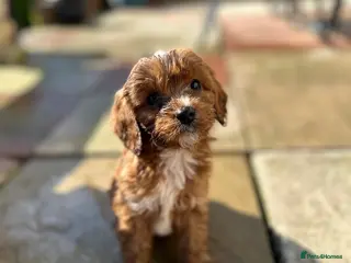 Cavapoo dogs Beautiful cavapoo puppies - Advert 7