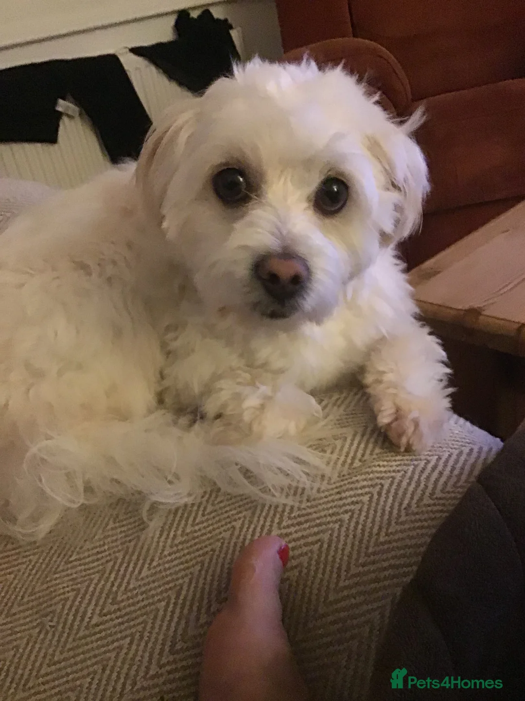 Mixed Breed dogs for sale: Zeus Exceptional Maltese x Whippet   - Advert 9