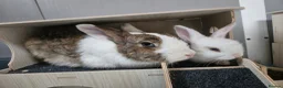 Mixed Breed rabbits for sale: Sale rehome 12 to 18month old bonded bunnies - Advert 3