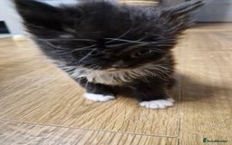 Scottish Fold cats for sale: Scottish fold kittens with straight ears - Advert 20