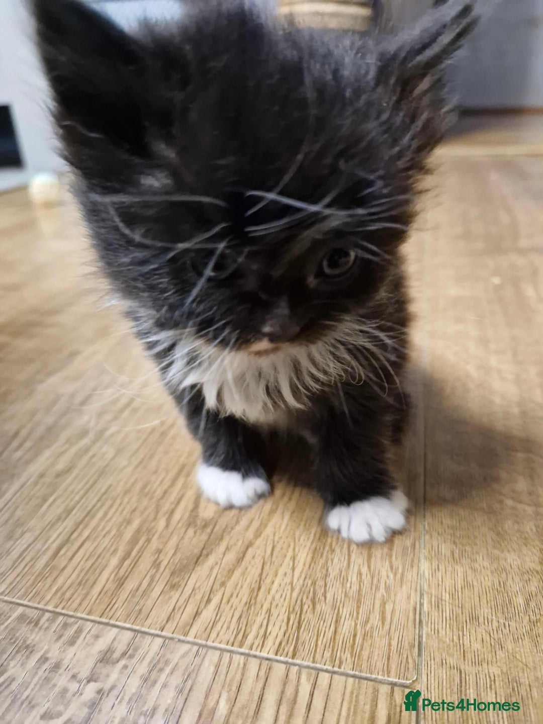 Scottish Fold cats for sale: Scottish fold kittens with straight ears - Advert 20