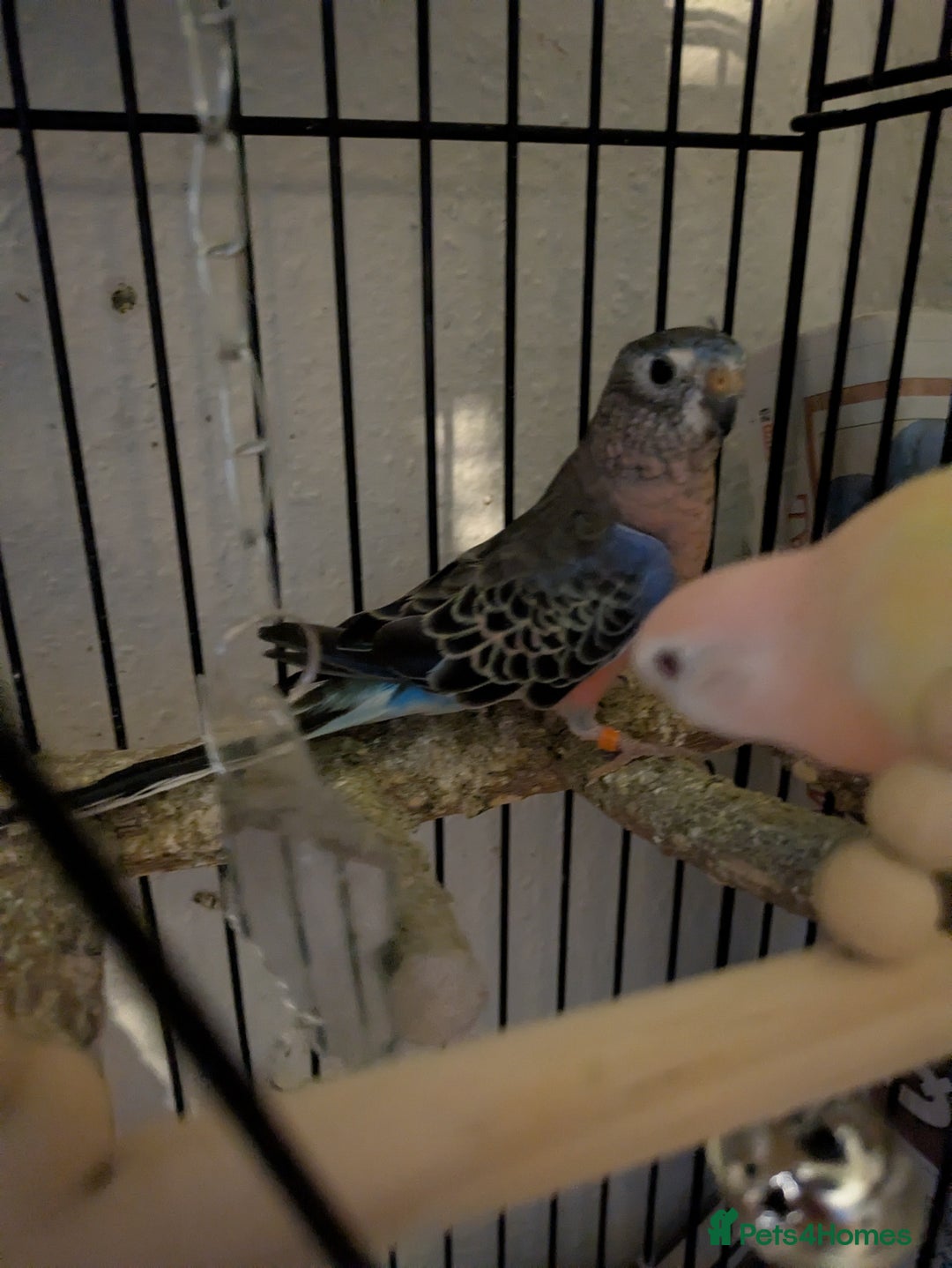 Parakeets birds for sale: Reserved. Four roubino bourke breeding pair - Image 2