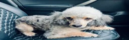 Miniature Poodle dogs for stud: PROVEN BLUE MERLE PHANTOM MINI POODLE DNA TESTED - Advert 2