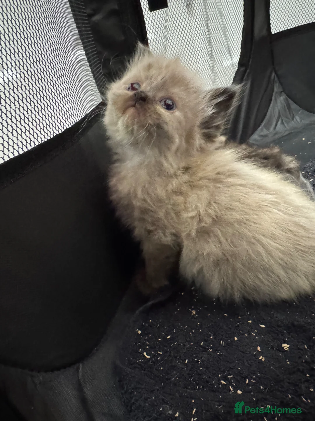 Ragdoll cats for sale: 3 beautiful ragdoll kittens - Advert 2