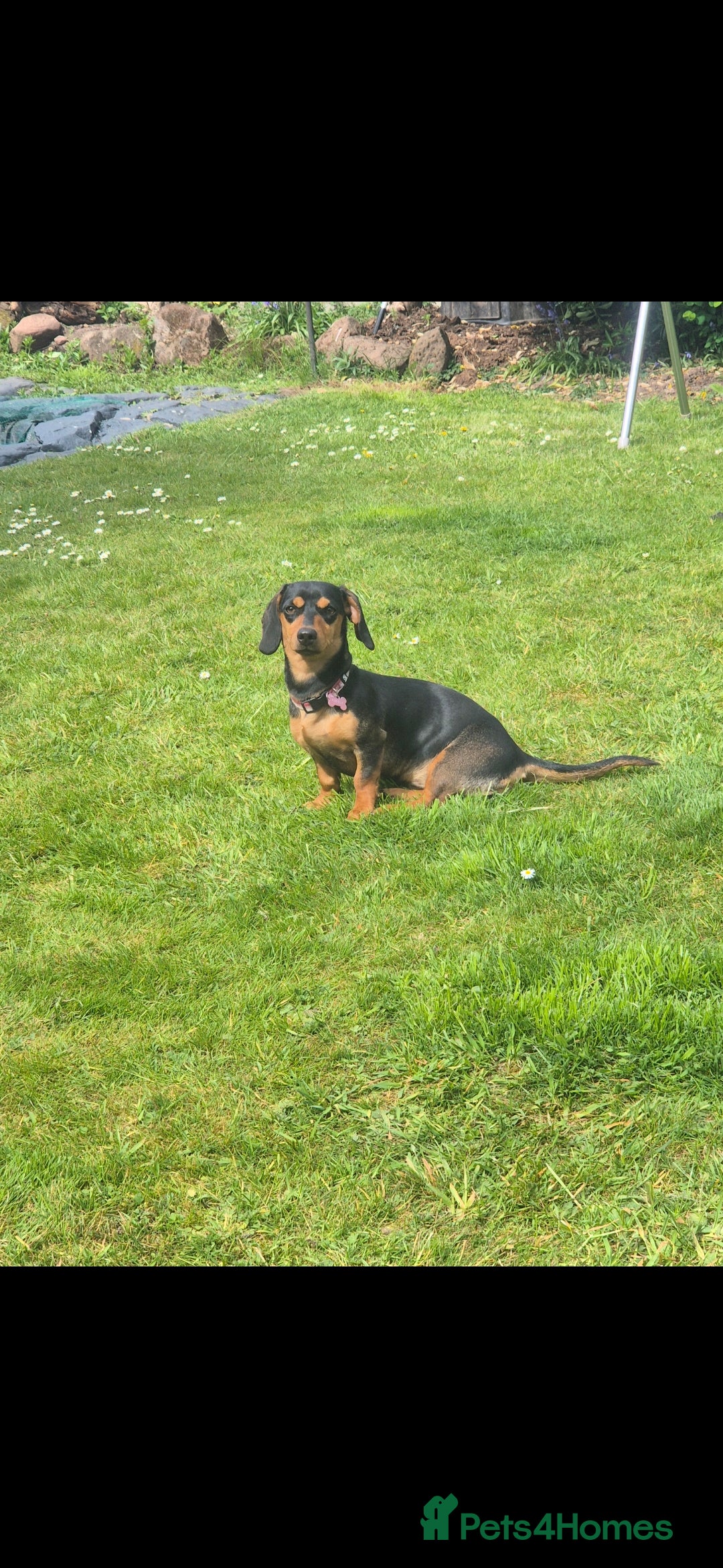 Mixed Breed dogs for sale: Doxie chon - Advert 1