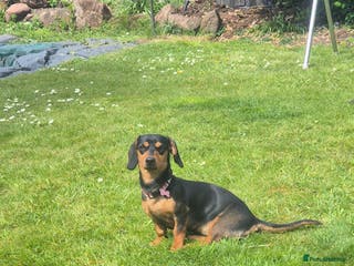 Mixed Breed dogs Doxie chon - Advert 5