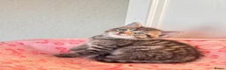 Persian cats for sale: Pure bred beautiful persian kittens  - Advert 8