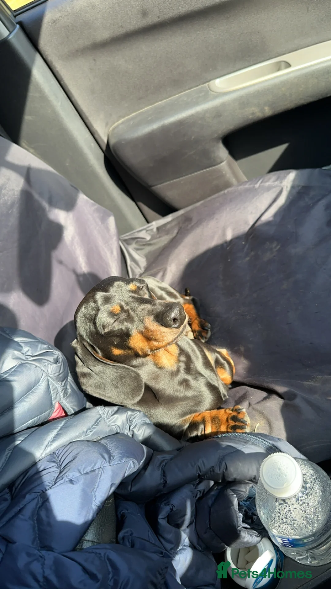 Miniature Dachshund dogs for stud: Earl of Smearsett in Carlisle - Advert 5