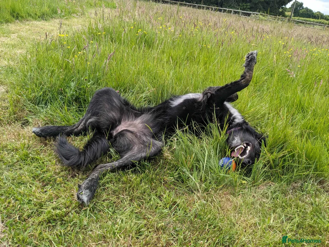 Mixed Breed dogs for adoption: TILLY (All black girl) - Advert 15