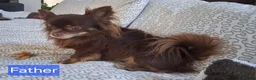 Chihuahua dogs for sale: Quality Longhair Chihuahua Puppies - Advert 29