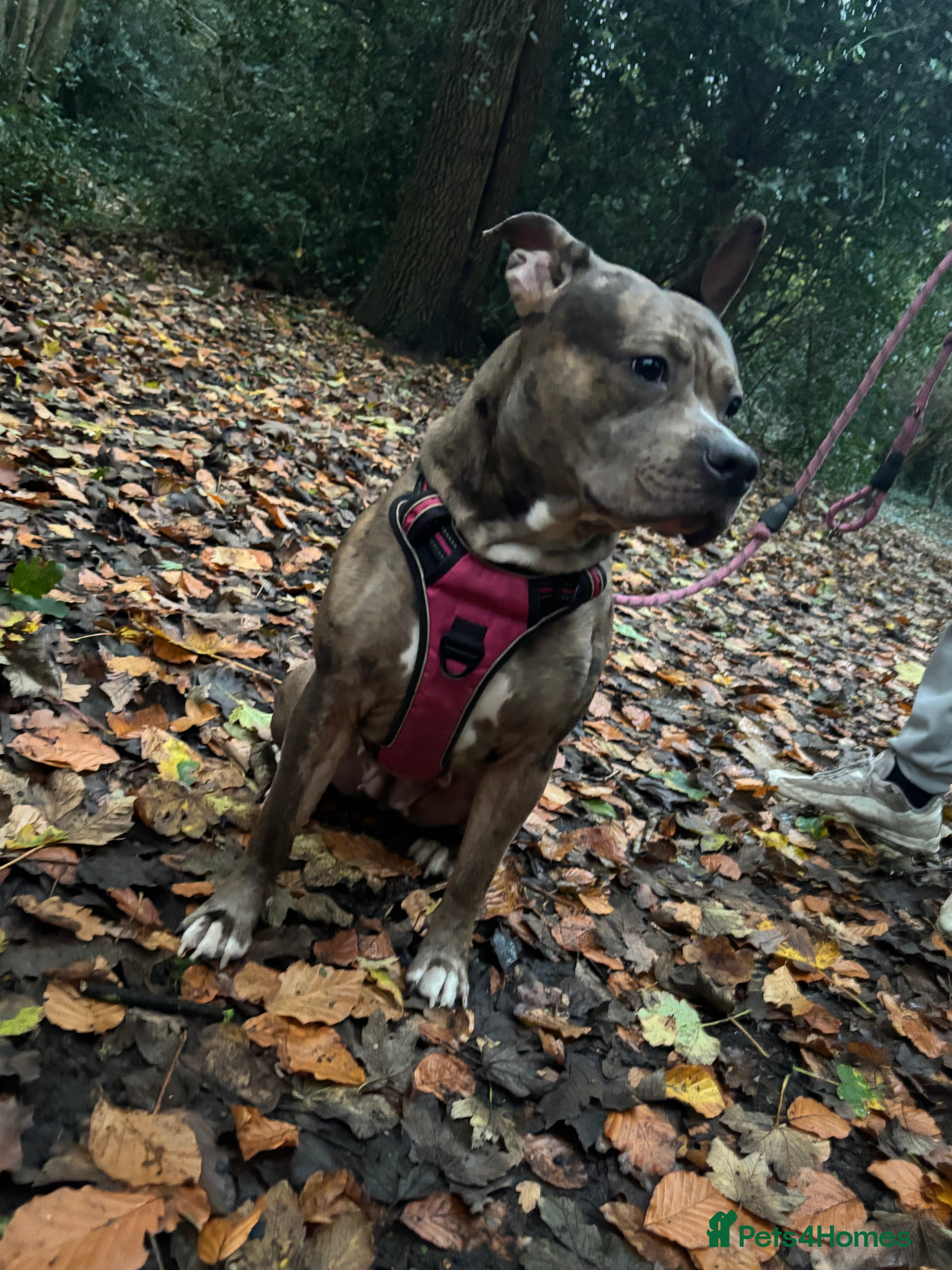 Mixed Breed dogs Beautiful staff x gsd puppies - Advert 1