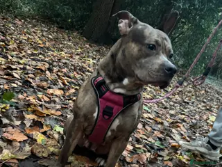 Mixed Breed dogs Beautiful staff x gsd puppies - Advert 1