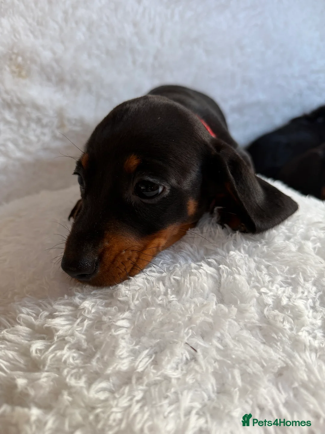 Miniature Dachshund dogs for sale: Beautiful Miniature Dachshund puppies for sale - Advert 18