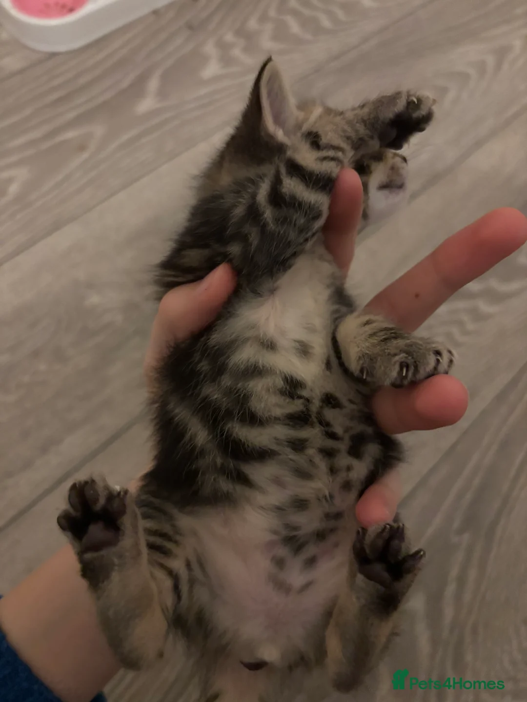 Mixed Breed cats for sale: Tabby kittens for sale!! - Advert 13