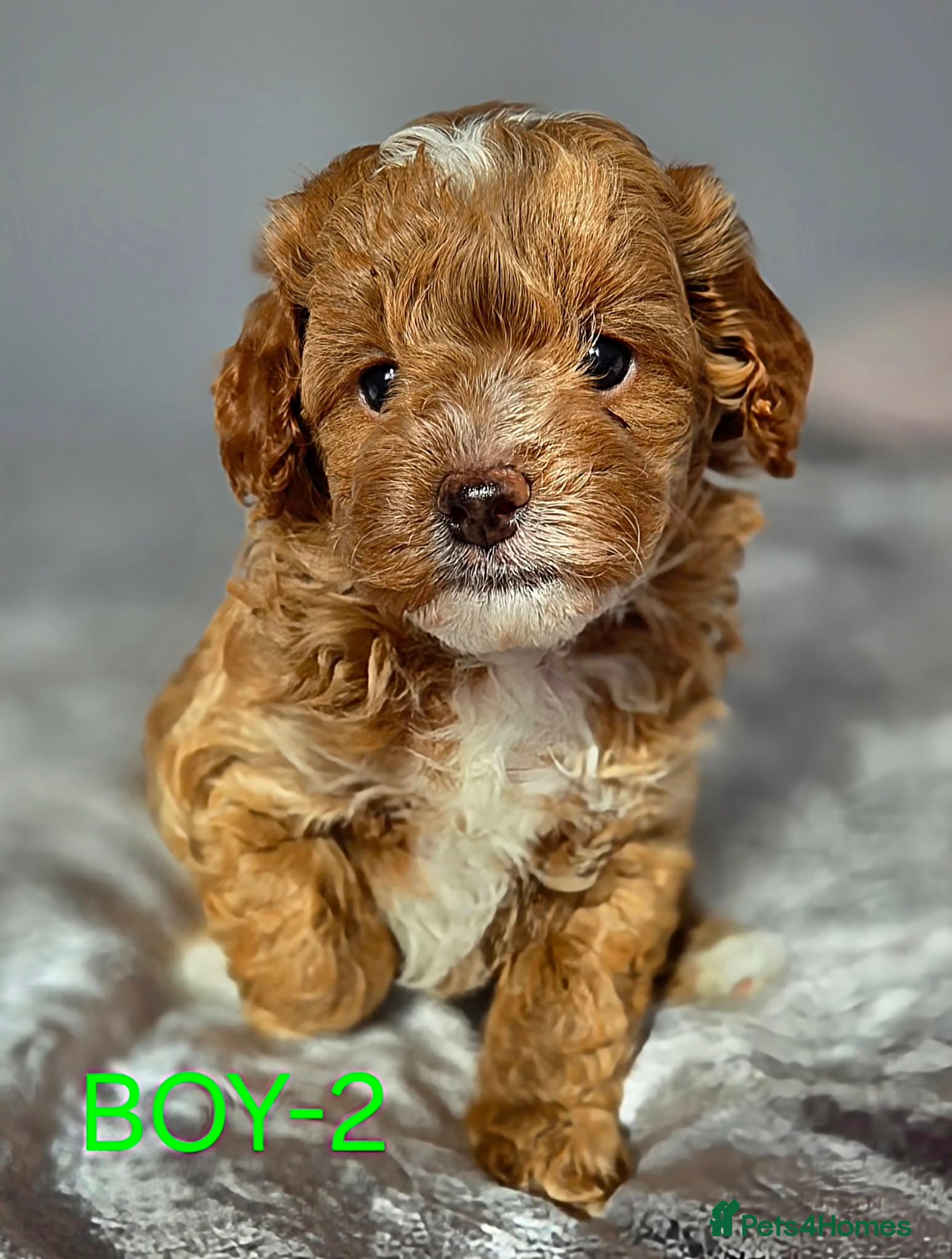 Maltipoo dogs 🐶 Beautiful Maltipoo Puppies for Sale 🐶 - Advert 1