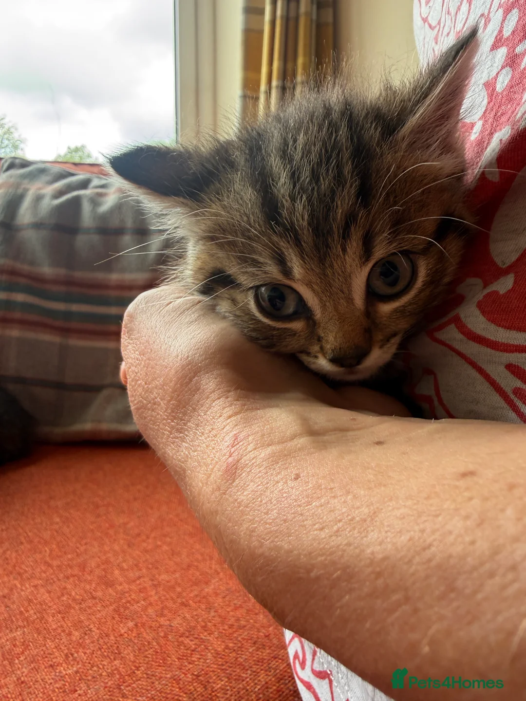 Mixed Breed cats for sale: Gorgeous Litter of BSH X Long Haired Kittens in Usk - Advert 2