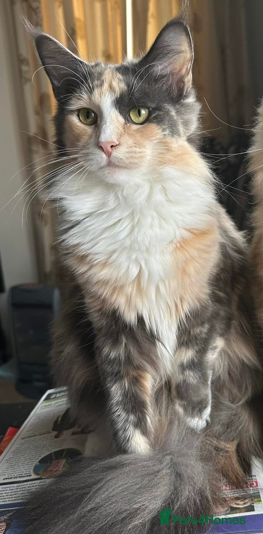 Maine Coon cats for sale: Tica Registered  Maine Coons  - Advert 8