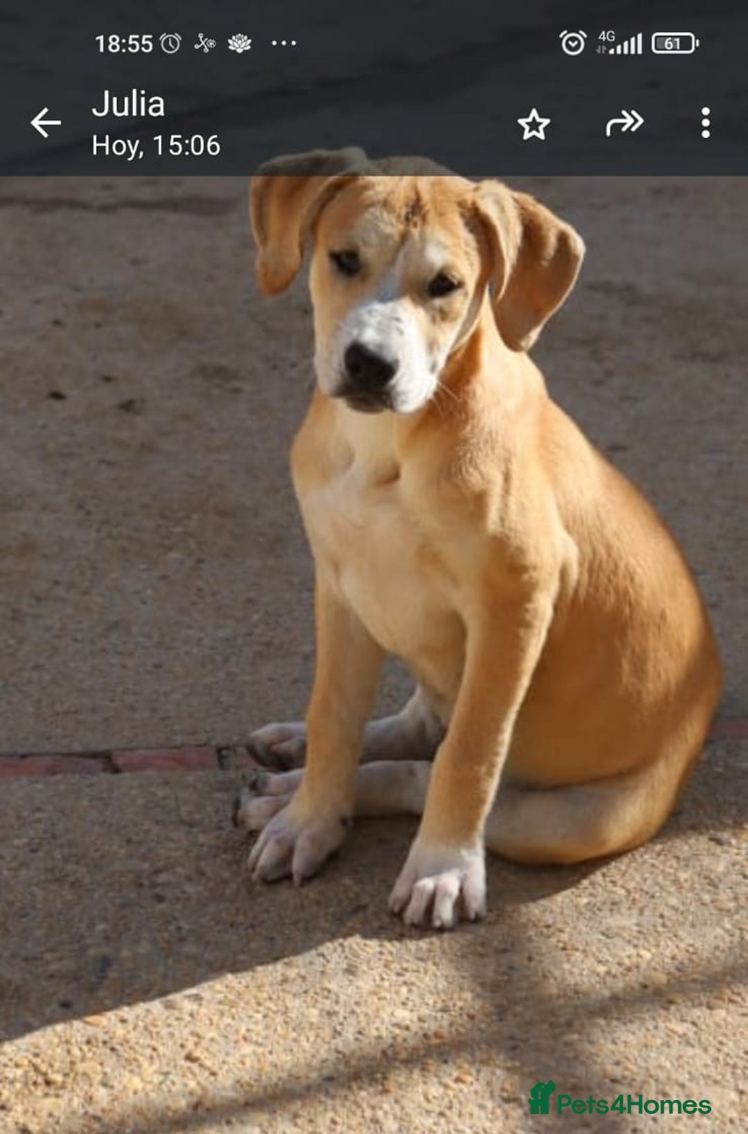 Mixed Breed dogs for adoption: ABANDONED TAN COLOURED PUPPY - Image 2