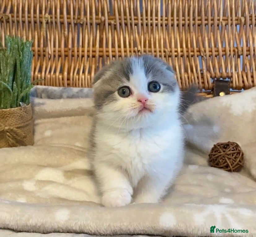 Scottish Fold cats 🧸😻CHAMPION LINE TICA ACTIVE SCOTTISH/BSH😻🧸 - Advert 2