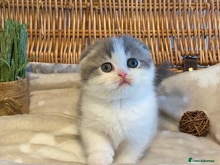 Scottish Fold cats 🧸😻CHAMPION LINE TICA ACTIVE SCOTTISH/BSH😻🧸 - Advert 6