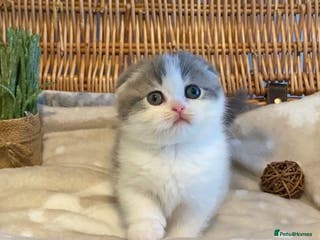 Scottish Fold cats 🧸😻CHAMPION LINE TICA ACTIVE SCOTTISH/BSH😻🧸 - Advert 1