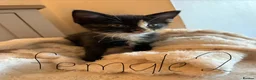 Domestic Shorthair cats for sale: Very cute kittens  - Advert 5