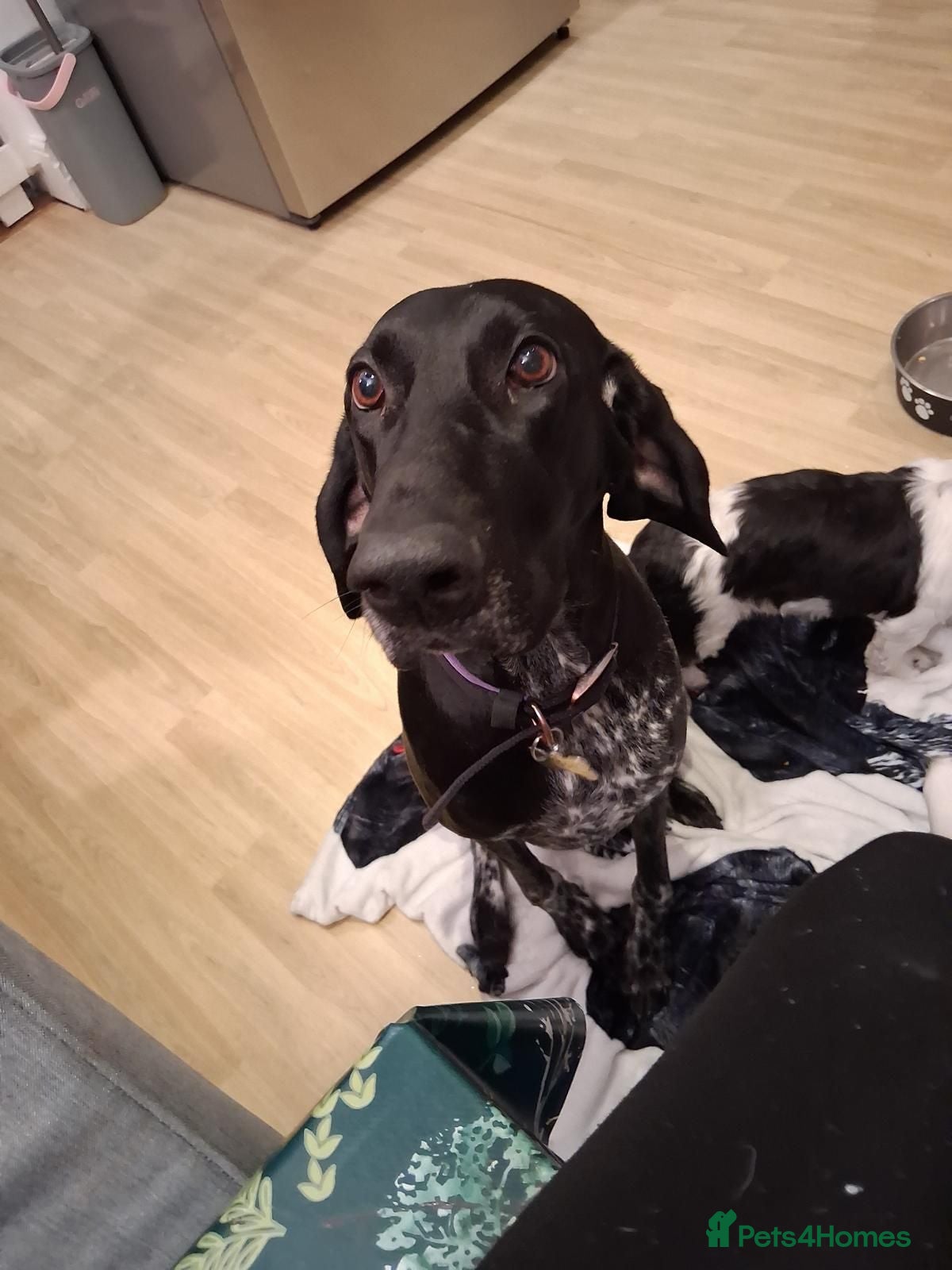 German Shorthaired Pointer dogs German shorthaired pointer puppies 5 weeks old - Advert 2
