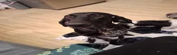 German Shorthaired Pointer dogs for sale: German shorthaired pointer puppies 5 weeks old in Swindon - Advert 2