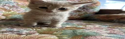 Mixed Breed cats for sale: 4 Beautiful kittens looking for living homes. - Advert 4