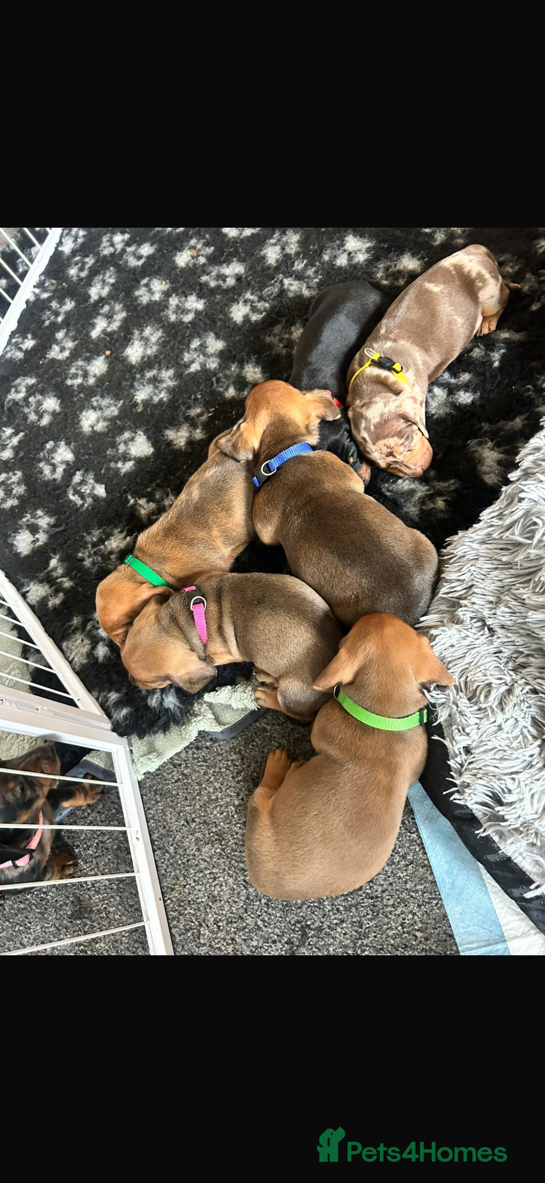 Dachshund dogs for sale: Beautiful dachshund puppies  - Image 8