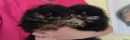 Pomeranian dogs for sale: Luxury Pomeranian puppies for sale!!! - Advert 21