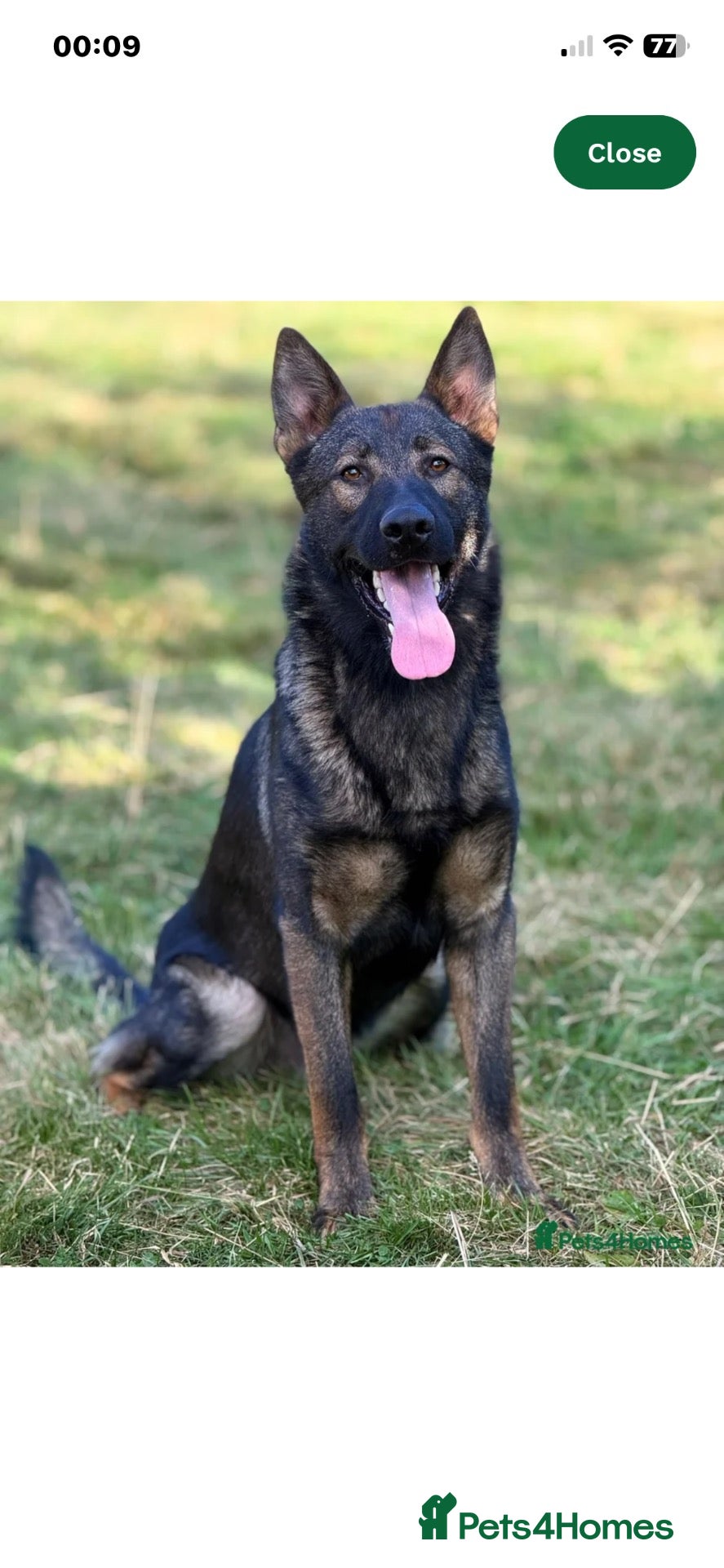 German Shepherd dogs for sale: Czech import German shephard - Advert 2