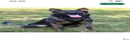 German Shepherd dogs for sale: Czech import German shephard in Salisbury - Advert 1