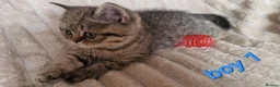 Exotic cats for sale: 4 beautiful exotic x kittens - Advert 3