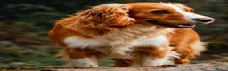 Cocker Spaniel dogs for stud: Proven KC  Stud dog - Advert 2